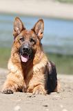 BERGER ALLEMAND 692